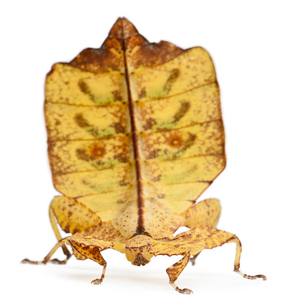istock Front view of Phyllium Westwoodii, a leaf insect, white background. 113575143