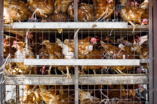 Roosters in birdcage Crete Greece Europe