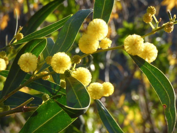 istock Bright yellow mimosa flowers 1135751926