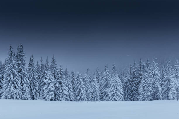 istock Majestic winter landscape, pine forest with trees covered with snow. A dramatic scene with low black clouds, a calm before the storm 1135755175