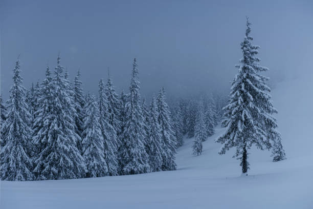istock Majestic winter landscape, pine forest with trees covered with snow. A dramatic scene with low black clouds, a calm before the storm 1135755240