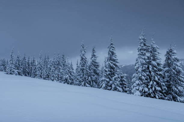 istock Majestic winter landscape, pine forest with trees covered with snow. A dramatic scene with low black clouds, a calm before the storm 1135755541