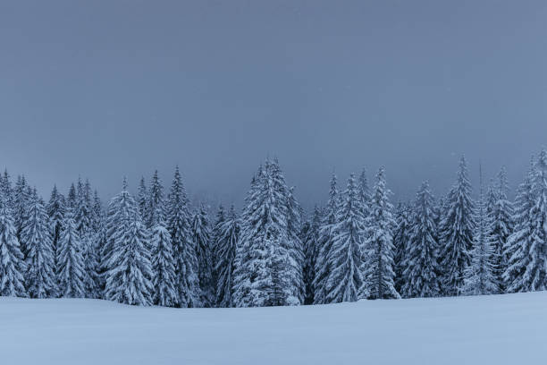istock Majestic winter landscape, pine forest with trees covered with snow. A dramatic scene with low black clouds, a calm before the storm 1135757179