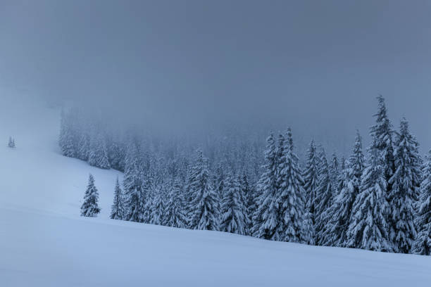 istock Majestic winter landscape, pine forest with trees covered with snow. A dramatic scene with low black clouds, a calm before the storm 1135757805