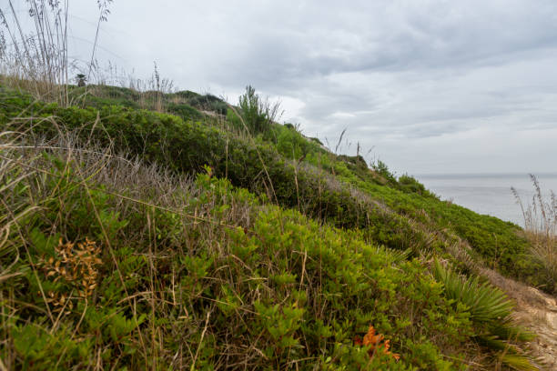 istock Wonderful dune landscape Cala Mesquida Mallorca Spain 1135758036
