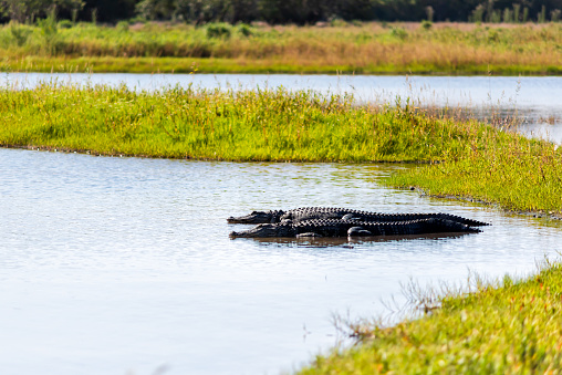 Two alligators reptiles in deep hole famous alligator lake pond in Myakka River State Park in Sarasota, Florida, closeup lying swimming in water