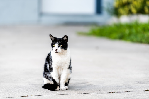 Stray black and white cat with yellow eyes sitting on on sidewalk pavement driveway street in Sarasota, Florida looking away