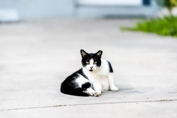Photo of Stray black and white cat with yellow eyes lying sitting on on sidewalk street in Sarasota, Florida looking straight at camera
