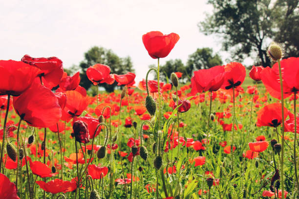istock Field of poppy flowers 1135763206