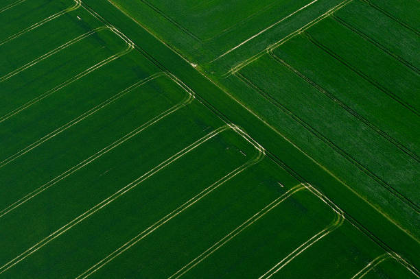 istock Aerial view of wheat fields in spring 1135765120