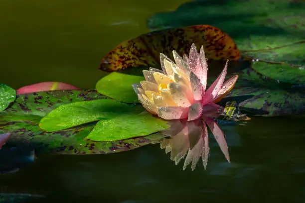 Magic pink water lily or lotus flower Perry's Orange Sunset with spotty leaves. Petals of Nymphaea with water drops are reflected in dark  pond.Frog hid under water lily on right. Selective focus.