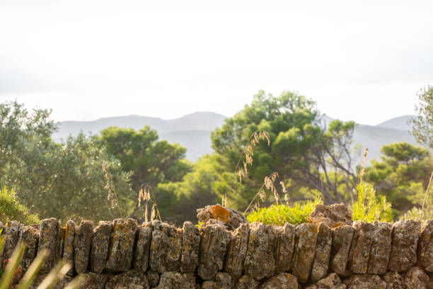 Wonderful dune landscape Cala Mesquida Mallorca Spain