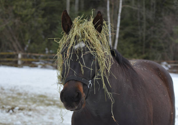 horse with hay - winter snow livestock horse imagens e fotografias de stock