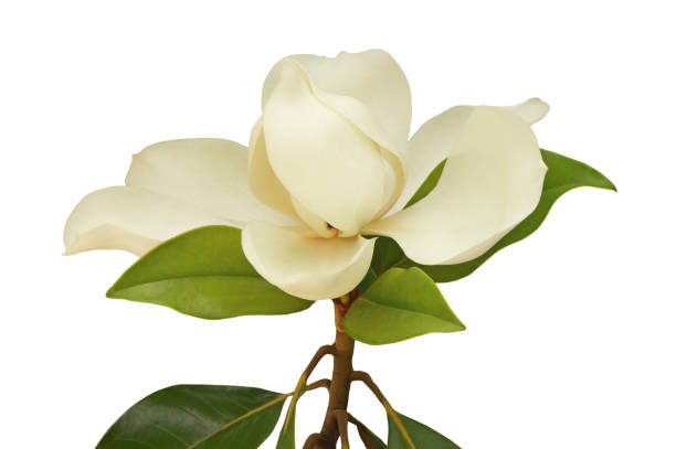 istock Springtime. One flower of magnolia isolated on white background 1135767995