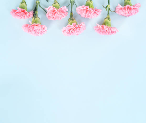 istock Beautiful blooming pink carnations isolated on bright light blue background, copy space, flat lay, top view, mock up, may mothers day idea concept photography 1135768927