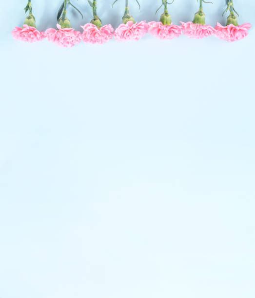istock Beautiful blooming pink carnations isolated on bright light blue background, copy space, flat lay, top view, mock up, may mothers day idea concept photography 1135769014