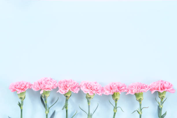 istock Beautiful blooming pink carnations isolated on bright light blue background, copy space, flat lay, top view, mock up, may mothers day idea concept photography 1135769064