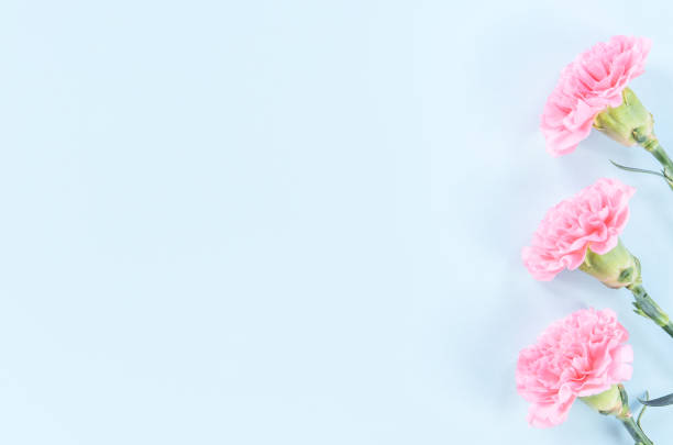 istock Beautiful blooming pink carnations isolated on bright light blue background, copy space, flat lay, top view, mock up, may mothers day idea concept photography 1135769111