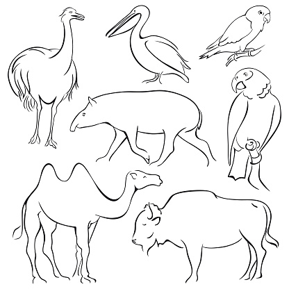 Zoo Animals Line Art Set Stock Illustration - Download Image Now - Line Art,  Parrot, Camel - iStock