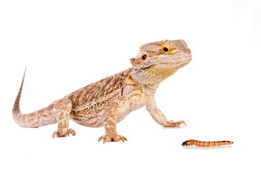 Back view of a Pogona looking up, agame barbu, isolated on white