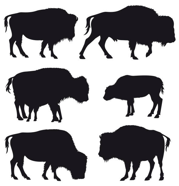 アメリカバイソン buffallo 群れシルエットセット - ヨーロッパバイソン点のイラスト素材／クリップアート素材／マンガ素材／アイコン素材