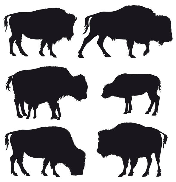 American Bison Buffallo Herd Silhouette Set Set of black vector silhouettes of American Bison / Buffalo isolated on white background. african buffalo stock illustrations