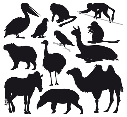 Vector silhouette set of wildlife zoo animals isolated.
