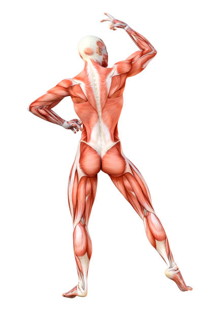 istock 3D illustration female figure with muscle maps on white 1135770014
