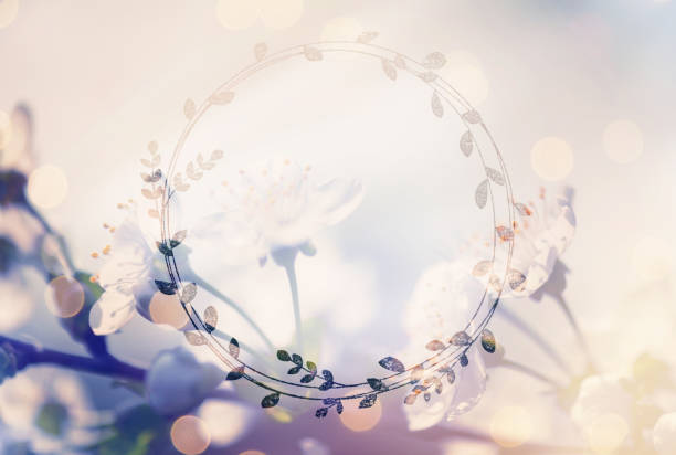 istock Cherry Blossom with defocused lights and frame for your text message 1135770454