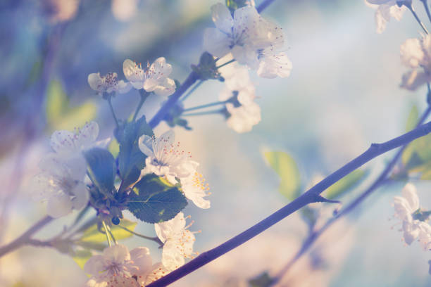 цветение вишни с дефокусированными огнями - весенний фон - japanese culture crab apple tree single flower стоковые фото и изображения