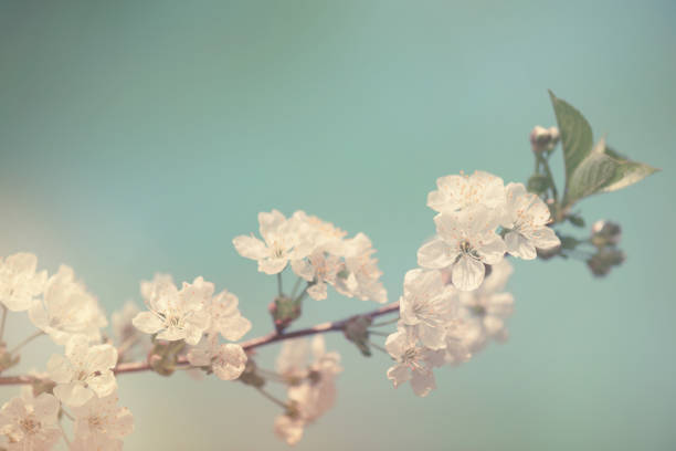 цветение вишни - винтажный весенний фон - japanese culture crab apple tree single flower стоковые фото и изображения