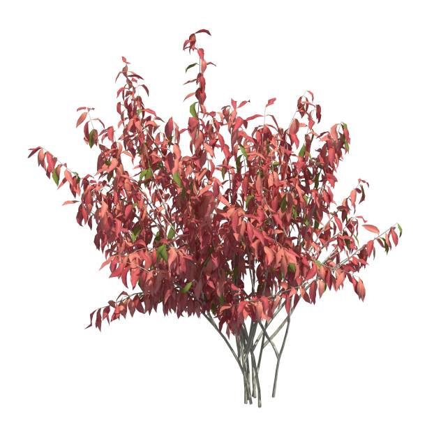 istock Bush 3d illustration isolated on the white background 1135771757