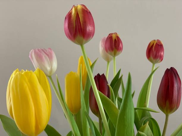 istock Bouquet of tulips on wall background 1135771882