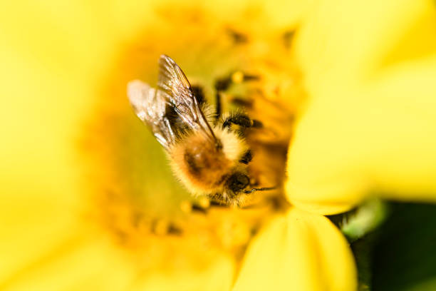 Bee sitting on a Sunflower during summer