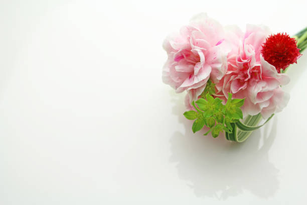 istock Pink carnations flower on white background 1135772550