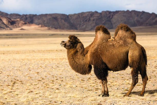 istock Camel in the steppe of Western Mongolia foothills. 1135773830