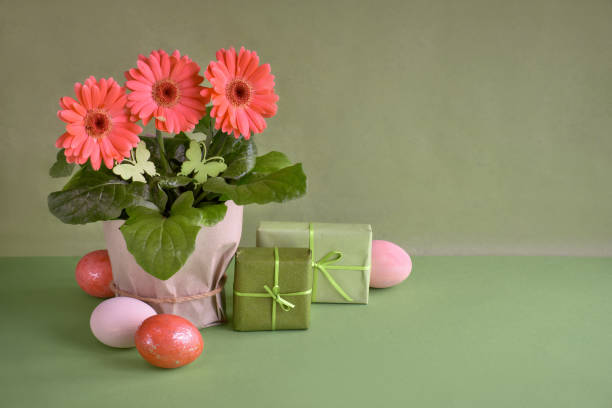 istock Coral gerbera daisy flowers and Easter eggs on green paper background, copy-space 1135774128