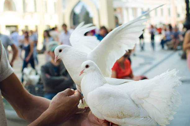 istock A man holds in his hands two white pedigreed pigeons. 1135775503