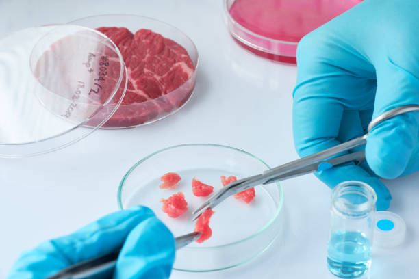 istock Meat sample in open  disposable plastic cell culture dish in modern laboratory or production facility 1135775745