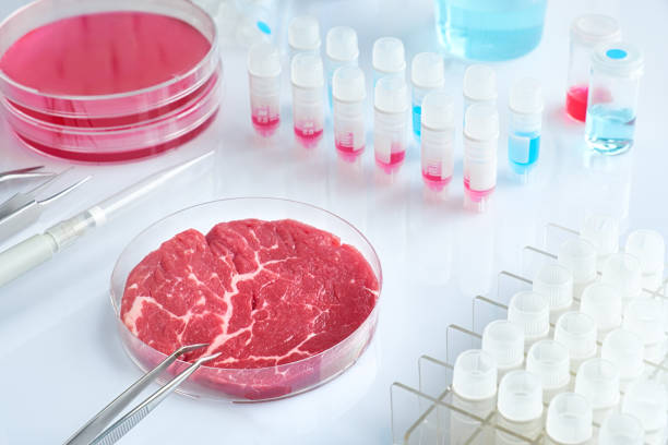 Meat sample in open  disposable plastic cell culture dish in modern laboratory or production facility stock photo