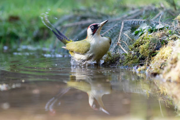 kuvapankkikuvat ja rojaltivapaat kuvat aiheesta vihreä tikkapesu (picus viridis) - european green woodpecker