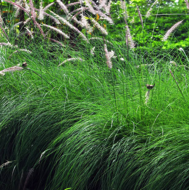 istock grass in the garden 1135777050