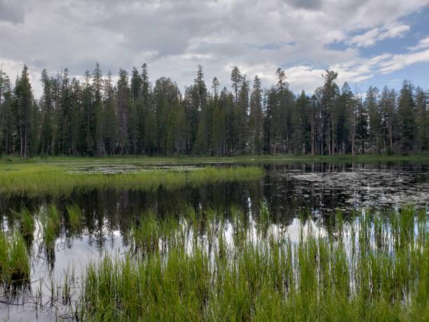 istock Hidden lake in the forest 1135777256