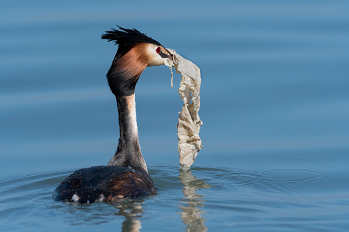 many birds use plastic flaps together with the plant material to build the nest.