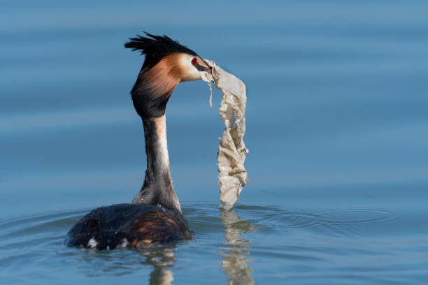 Great crested grebe with plastic for the nest many birds use plastic flaps together with the plant material to build the nest. great crested grebe stock pictures, royalty-free photos & images
