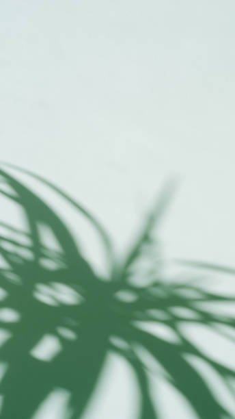 a máscara das folhas de palmeira em um fundo verde, fundo floral no matizado para instagram - umbrage - fotografias e filmes do acervo
