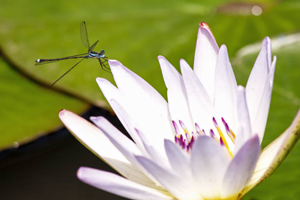 istock Blue and black damselfly on a water lily 1135777446