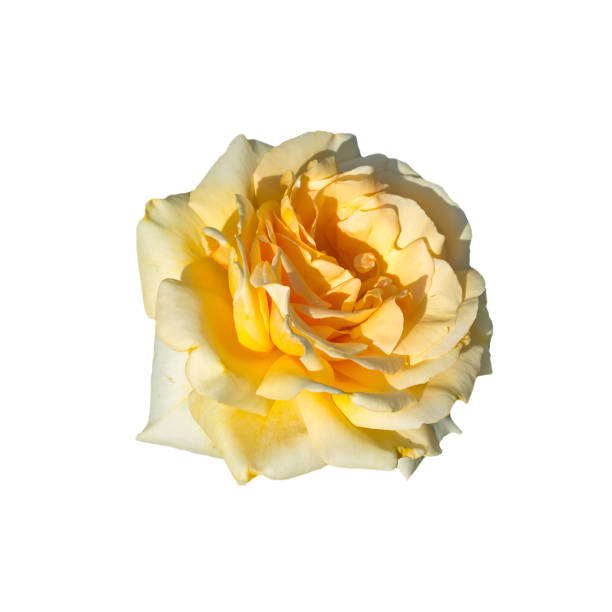 istock Beautiful Yellow rose closeup isolated on white background 1135777957