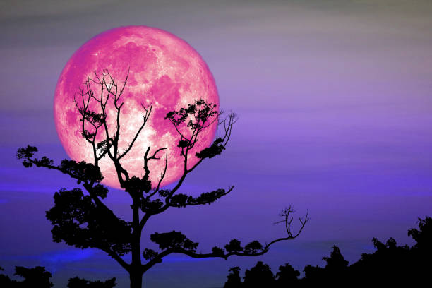 istock Full Sprouting Grass Moon back on silhouette dry branch tree on night sky 1135778830