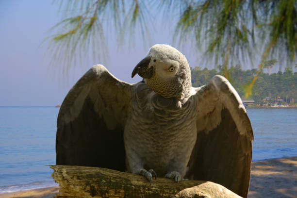 istock African Grey Parrot in beach background. 1135778883